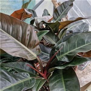 Philodendron 'Imperial Red'